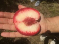 Säulen-Pfirsich `Ellora´ Prunus Persica `Ellora´ -Pflanzenhof Verkaufsladen pfirsich ellora frucht1