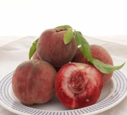 Säulen-Pfirsich `Ellora´ Prunus Persica `Ellora´