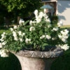 Zwerg-Gartenjasmin `Little White Love´ Philadelphus Coronarius -Pflanzenhof Verkaufsladen philadelphus little white love 3