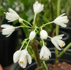 Rispen-Pimpernuss Staphylea Pinnata -Pflanzenhof Verkaufsladen pimpernuss2