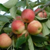 Rebella ® Malus Domestica -Pflanzenhof Verkaufsladen rebellas
