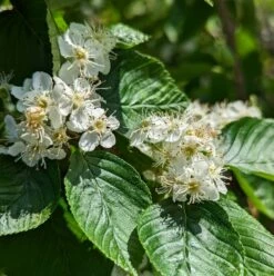 Erlenblättrige Eberesche `Red Bird´ Sorbus Alnifolia `Red Bird´ -Pflanzenhof Verkaufsladen red bird 2