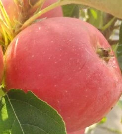 Neue Produkte -Pflanzenhof Verkaufsladen rotfleischiger s ulenapfel41