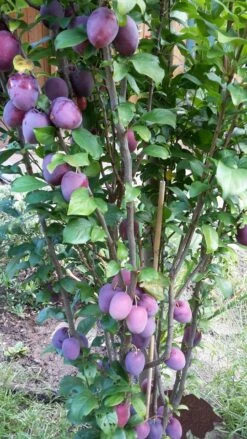 Rote Säulen-Mirabelle `Ruby´ Wurzelnackt Prunus Domestica Subsp. Syriaca `Ruby´ 8 Rote Säulen-Mirabelle `Ruby´ Wurzelnackt Prunus Domestica Subsp. Syriaca `Ruby´ -Pflanzenhof Verkaufsladen ruby2a0Cx9InYDY0Pl