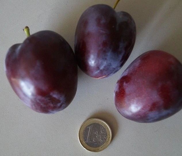 Rote Säulen-Mirabelle `Ruby´ Wurzelnackt Prunus Domestica Subsp. Syriaca `Ruby´ 4 Rote Säulen-Mirabelle `Ruby´ Wurzelnackt Prunus Domestica Subsp. Syriaca `Ruby´ – Bild 2