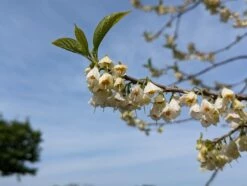 Schneeglöckchenbaum Halesia Carolina -Pflanzenhof Verkaufsladen schneegl ckchenbaum2