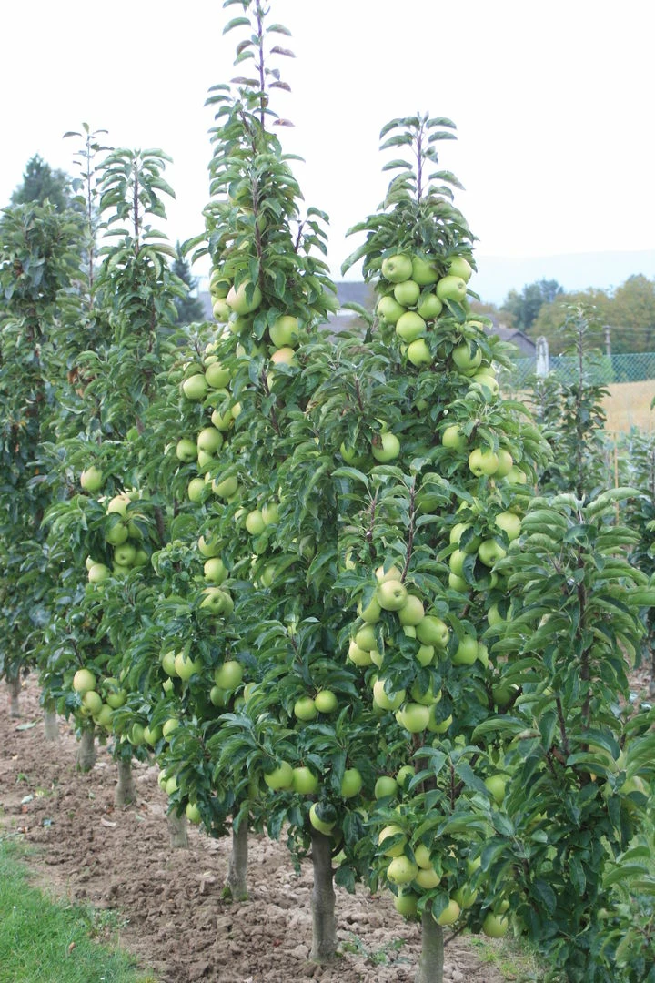 Sirius Ⓢ Malus Domestica `Sirius´ 4 Sirius Ⓢ Malus Domestica `Sirius´ – Bild 2