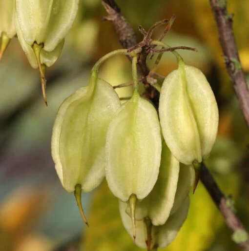 Kolchische Pimpernuss Staphylea Colchica 8 Kolchische Pimpernuss Staphylea Colchica -Pflanzenhof Verkaufsladen staphylea colchica frucht