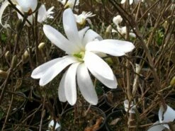 Sternmagnolie Magnolia Stellata 6 Sternmagnolie Magnolia Stellata -Pflanzenhof Verkaufsladen sternmagnolie