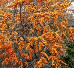 Sanddorn-Set - Kompakte Sorten (männlich&weiblich) Hippophae Rhamnoides