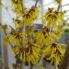 Zaubernuss `Arnold Promise´ Hamamelis X Intermedia `Arnold Promise´ -Pflanzenhof Verkaufsladen zaubernuss arnold promise
