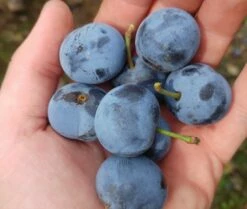 Zibarte Voraussichtlich Ab Juni/Juli Wieder Verfügbar -Pflanzenhof Verkaufsladen zibarte 22