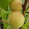 Honigpfirsich `Honeysun®´ Prunus Persica `Honeysun´ -Pflanzenhof Verkaufsladen zierpfirsich fruchtXZbYapVdmRotk