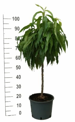 Zwergpfirsich `Bonanza´ Prunus Persica -Pflanzenhof Verkaufsladen zwergpfirsich weiss