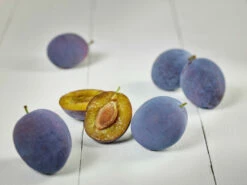 Hanita ® Prunus Domestica `Hanita -Pflanzenhof Verkaufsladen zwetschge hanita g